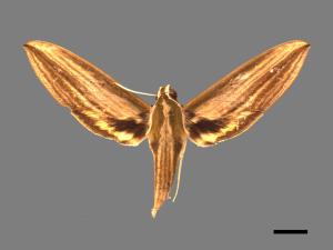 Cechenena lineosa[棕綠背線天蛾][00017230]