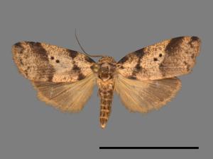 Eugoa bipunctata[雙點良苔蛾][00033475]