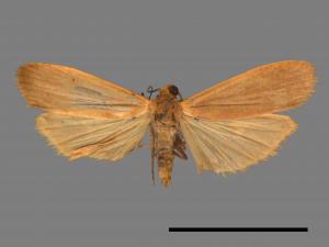Tigrioides immaculatus[黃苔蛾][00037460]