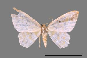 Acolutha pictaria imbecilla[前褐帶黃波尺蛾][00047696]