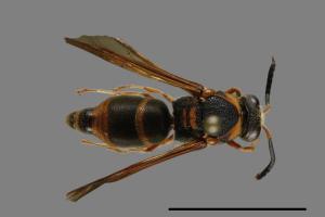 Anterhynchium flavomarginatum formosicola[黃緣蜾嬴][00100978]