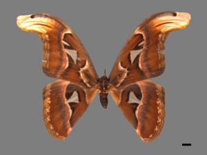 Attacus atlas formosanus[皇蛾][00016273]