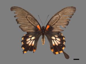 Papilio memnon heronus[大鳳蝶][00024822]