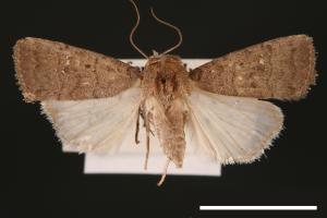 Athetis cognata[00003227]