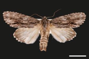 Acronicta denticulata pernivea[00031973]