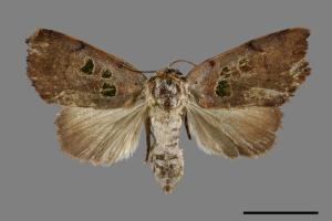 Carea trimacula[00092321]