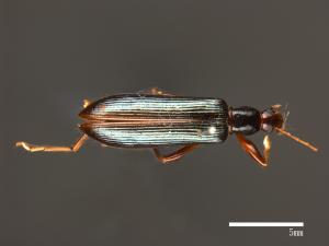 Anisostira rugipennis[00046602]