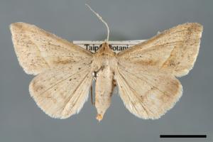 Mocis frugalis[毛跗夜蛾][00005891]