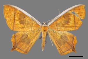 Thinopteryx crocoptera assamensis[黃蝶尺蛾][00019615]