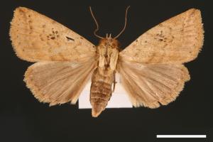 Xylostola indistincta[矇紋夜蛾][00003029]