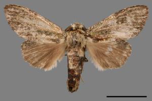 Syntypistis cyanea[青胯白舟蛾][00047439]