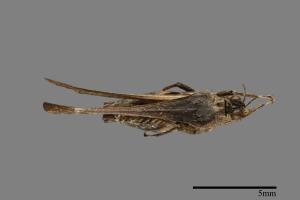 <已分類>Family：Tetrigidae[菱蝗科][00054402]