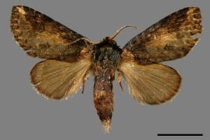 Neodrymonia seriatopunctata[黃肩舟蛾][00059616]