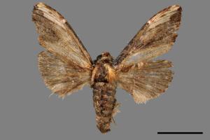Hexafrenum maculifer maculifer[斑白頸異齒舟蛾][00051475]