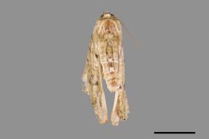 Lophophelma iterans onerosus[明線垂耳尺蛾][00105586]