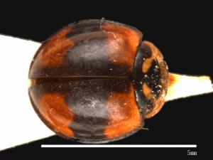 Cheilomenes sexmaculatus[六斑月瓢蟲][00013202]