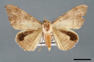 Oxyodes scrobiculata[佩夜蛾][00005899]