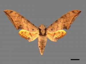 Ambulyx sericeipennis[臺灣鷹翅天蛾][00016673]