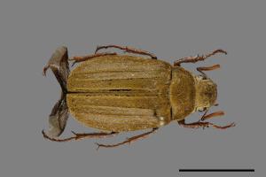 Cyphochilus crataceus taipeiensis[台北白金龜][00084652]