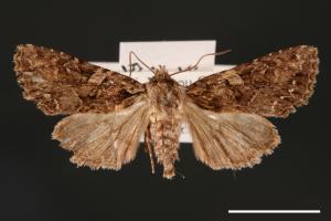 Nyctyciomorpha plagiogramma[00001666]