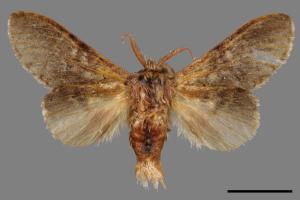 Stauropus alternus[弓紋蟻舟蛾][00058020]
