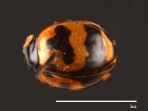 Coccinella transversalis[狹臀瓢蟲][00013050]