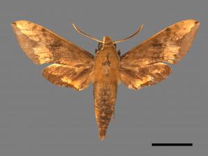 Rhagastis castor formosana[臺灣白肩天蛾][00017782]