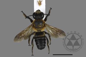 Megachile sculpturalis[粗切葉蜂][00198565]