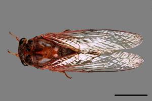 Nipponosemia terminalis[端黑蟬][00075715]