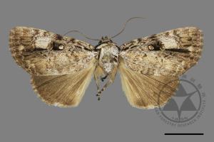 Anacronicta horishana[00148317]