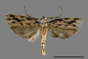 Ethmia epitrocha[00028014]