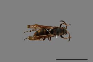 Polistes eboshinus[姬長腳蜂][00072799]