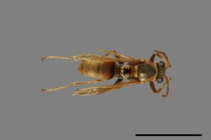 Polistes takasagonus[雙斑長腳蜂][00072722]