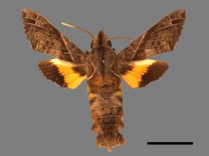 Macroglossum fritzei[佛瑞茲長喙天蛾][00016594]