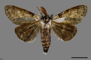 Calliteara postfusca[波茸毒蛾][00092914]