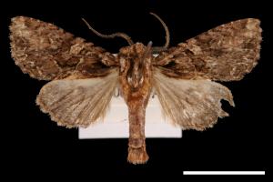 Nyctyciomorpha plagiogramma[00031972]