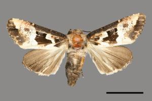 Phlogophora albovittata[白斑錦夜蛾][00000576]