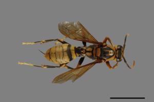 Polistes rothneyi[黃長腳蜂][00073626]