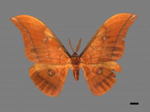 Antheraea yamamai superba[大透目天蠶蛾][00016088]