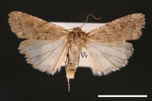 Spodoptera exigua[甜菜夜蛾][00002753]