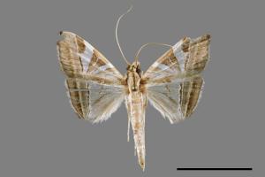 Glyphodes itysalis[00034585]