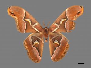 Samia watsoni formosana[大眉紋天蠶蛾][00016032]