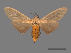 Creatonotos transiens vacillans[八點燈蛾][00047110]