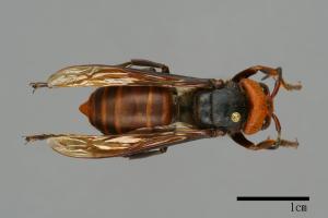 Vespa mandarinia[中華大虎頭蜂][00096484]