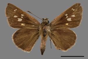 Suastus gremius gremius[黑星挵蝶][00015209]