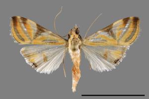 Talanga sexpunctalis[00034139]