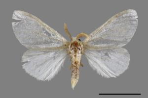 <已分類>Genus：Euproctis[00039904]