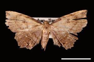 Eutrogia morosa[00007510]