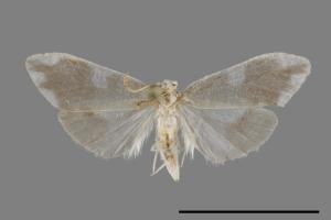 Nudaria suffusa[昏光苔蛾][00091235]