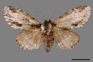 Metriaeschra apatela elegans[暗波舟蛾][00015957]